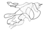 Hypsipages dives Gerstaecker, 1889: Fig. 7. phallic complex, lateral view. (Otu).