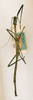 CollectionObject 1563201; 68aec9e6-a76b-4c05-ae4b-f9a91df1b166: copyright ANSP. female (syntype). (CollectionObject).