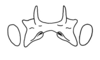 Zodiacris rubidipennis rubidipennis Descamps, 1980: Fig. 98. epiphallus. (Otu).
