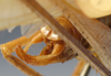 CollectionObject 1517515; 3cf628eb-6858-4669-9971-c76095cb3e3d: male cerci (holotype). (CollectionObject).