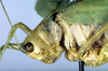 CollectionObject 1500519; f3140e7a-ab69-471e-8f7f-8760c324f8dd: female, head and pronotum, lateral view (syntype). (CollectionObject).