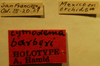 CollectionObject 1595323; 155875be-dc1a-4033-80f0-2e4d95e92ccb: Cymodema barberi - Holotype Labels (NMNH) - (CC BY-NC 3.0) - Photo by Pablo M. Dellapé with permission from the National Museum of Natural History (NMNH), Smithsonian Institution, Washington, D.C. (CollectionObject).