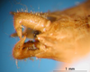 CollectionObject 1530689; 0ee3290e-72db-48b1-a54d-9837d76de7cc, DORSA STeuctruS01: male abdomen tip (holotype). (CollectionObject).