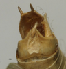 CollectionObject 1535150; cd6626cf-a7ef-4614-b542-32a814a3fae7: male cerci (syntype). (CollectionObject).