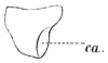 Conocephalus (Anisoptera) fuscus fuscus (Fabricius, 1793): Pl. IV, Fig. 83. pronotum, lateral view (Xiphidium fuscum, ca. = callus convexus). (Otu).