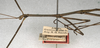 CollectionObject 1561470; NMW 676, 0a4a7981-aa0c-470b-8bf4-7dfb691b11d0: copyright NMW, Vienna. male: head and thorax, lateral view (syntype). (CollectionObject).