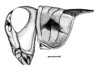 Dichroplus robustulus (Stål, 1878): Fig. 5. male head and pronotum, lateral view. (Otu).