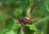 CollectionObject 1578038; eeb0fc67-6e73-444c-bbfb-ffba603a33d3: male. (CollectionObject).