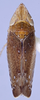 Habitus, dorsal view: !! display not done !! on Scaphytopius meridianus Hepner, 1946: Ohio State U. (Observation).