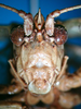 CollectionObject 1502717; 0c99e76a-1bd7-4b36-b92d-10297da655f8: female frons. (CollectionObject).