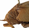 CollectionObject 1529732; 6332fa6a-3b35-420c-8bd2-d2ca89c710fe: female pronotum, lateral view (holotype). (CollectionObject).