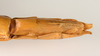 CollectionObject 1563074; 6ff5f9fc-0acd-4602-a954-2a37eb29a78a: copyright ZMUH, Hamburg. female: end of abdomen, ventral view (holotype). (CollectionObject).