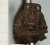 CollectionObject 1476888; 0ff19259-eb0b-48c5-b5c1-56af261204bb, NHMUK10924421: female, frontal view (holotype). (CollectionObject).