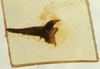 CollectionObject 1517151; 1573f69b-a633-4b81-97a4-3d4bc7b93ecf: male cerci (holotype). (CollectionObject).