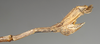CollectionObject 1557035; NMW 980, c7130ecd-8b5a-44ea-950f-8968d75bec08: copyright NMW, Vienna. male: end of abdomen, lateral view (holotype). (CollectionObject).