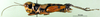 CollectionObject 1567412; 21900a87-caeb-466e-8cf6-be79a958c28d: female, lateral view (syntype). (CollectionObject).