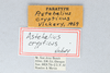 CollectionObject 2712887; 1329f2ff-b017-4ee3-ba4c-e8dc7eb03c15: Astehelius crypticus. Astehelius crypticus (Female) Paratype Label. (CollectionObject).