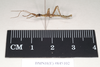 CollectionObject 1556915; 189dcee6-2134-42ab-bfc7-4be8c232d5e5, NHMUK(SF IMPORT DUPLICATE) 845102: copyright Natural History Museum, London. male, lateral view (holotype). (CollectionObject).