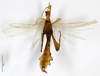 CollectionObject 1557811; f41686f2-604a-49e7-bdb4-febc83ba16f3: copyright MNHN, Paris. male, ventral view (holotype). (CollectionObject).