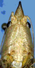 Metacaputus brenesi Naskrecki, 2000: male head, frontal view (Costa Rica, Guanacaste Prov. Cerro del Hacha). (Otu).