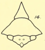 Head: !! display not done !! on Heliria fitchi Ball, 1925: (Observation).