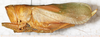 CollectionObject 1576643; NMW 25544, 204b84cc-e891-433e-99bd-11305a2a2d36: female, lateral view. (CollectionObject).