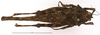 CollectionObject 1577321; cfb46576-0d71-4085-8a3e-ac1ae1084dc2: female, dorsal view (syntype). (CollectionObject).