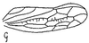 Forewing: !! display not done !! on Caphodus maculatus Oman, 1938: forewing. (Observation).