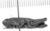CollectionObject 1523809; 6a2b7203-e560-45e6-9067-3089777dc95f: female, lateral view (holotype of Moluchacris bufo). (CollectionObject).