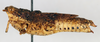 CollectionObject 1572732; 030c7515-365b-4167-a60c-01c496177bbb: female, lateral view (paratype). (CollectionObject).