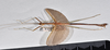 CollectionObject 1563989; ac1d021f-1ab2-4832-91a9-6446fe3be265: copyright Paul D. Brock. male, lateral view. (CollectionObject).;CollectionObject 1563990; 5dd91c0f-63c0-4cfb-865d-b35d97968929: copyright Paul D. Brock. male, lateral view. (CollectionObject).
