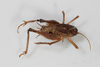 CollectionObject 1505596; 12a843f1-b3c7-4b55-80ef-1855a08ffb82: Male, dorsal view (syntype). (CollectionObject).