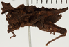 CollectionObject 1529969; NHRS 12929, 35940e50-ed23-4ff8-a6ef-2c9bf9a5ecef: male, lateral view (holotype of Misythus appendiculatus). (CollectionObject).