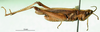 CollectionObject 1501379; 718c88cf-dbab-4e1f-b76c-354cf8e0916c: male, lateral view (holotype of Roduniella duria). (CollectionObject).