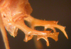 CollectionObject 1543679; 443ae864-24b6-44b5-b8cd-91cb2923b89f: male abdomen tip, lateral view (syntype). (CollectionObject).