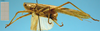 CollectionObject 1542651; 9597346e-a26d-4e5c-9ddb-7d306939850f: male, lateral view (holotype of Agraecia malkini). (CollectionObject).