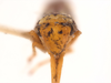Head on Erythrogonia ladonia Medler, 1963: (Observation).