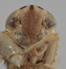 Head on Athysanella (Amphipyga) omani Blocker, 1990: Head. Paratype. (Observation).