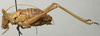 CollectionObject 1535220; b8347427-f8cd-4047-8370-1888ecac7201: male, lateral view (lectotype). (CollectionObject).