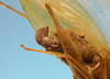CollectionObject 1542897; 4ec4b504-053c-4a8b-9748-542347715bc7: female, ovipositor latero-ventral view (allotype). (CollectionObject).
