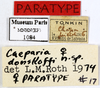 CollectionObject 1587170; MNHN(SF IMPORT DUPLICATE) MNHN-EP-EP1084, 05239c7e-051f-4b2a-a37b-dfbfe967094d: CC BY-NC-ND 4.0/MNHN - Depraetere Marion - 2014. Paratype, female, of donskoffi Roth, 1979. Specimen number: MNHN-EP-EP1084. http://coldb.mnhn.fr/catalognumber/mnhn/ep/ep1084. (CollectionObject).