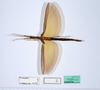 CollectionObject 1590105; c8f24c47-8db4-4711-8190-c14730686da6: copyright MNHN, Paris. female (holotype). (CollectionObject).