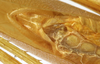 CollectionObject 1541673; c8520d7e-06b1-487d-8d4d-75c326ab3b23: male cerci (paratype of Catoptropteryx latipennis). (CollectionObject).