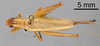 CollectionObject 1966223; fac95764-1668-4032-bb15-ab790dad88cb: Female, dorsal view (paratype). (CollectionObject).