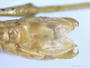 Afroagraecia panteli (Karny, 1907): male subgenital plate (Uluguru Mountains). (Otu).