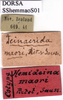 CollectionObject 1530821; 79c48982-19cc-4584-8c6b-955bcf47f16e: labels (syntype). (CollectionObject).