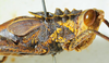 CollectionObject 1498818; 2da30b4f-c860-4267-8220-dc97688621d0: 2012. male, head and pronotum, lateral view. (CollectionObject).