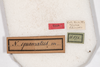 CollectionObject 1475002; 0c7dc88e-84d3-455e-a200-7f087d2be611: female, labels (syntype). (CollectionObject).