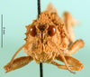 CollectionObject 1501150; f662526a-6333-4b3b-9961-7ac7c9f1aa49: male, frontal view (syntype). (CollectionObject).