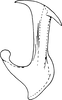 Aedeagus, lateral view on Empoascanara (Empoascanara) peregrina Dworakowska, 1980: Aedeagus, lateral view. (Observation).